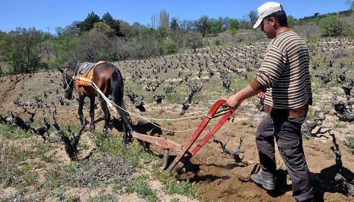 Traktör girmeyen bağlar, atlarla sürülüyor