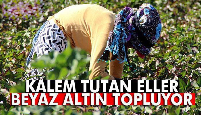 Kalem tutan eller, beyaz altın topluyor