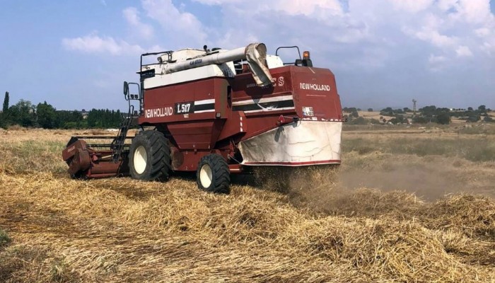 Atalık buğdaylar hasat edildi