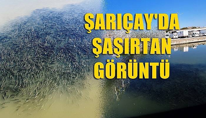 Sarıçay’da şaşırtan görüntü (VİDEO)