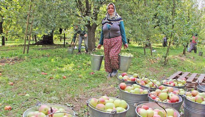 Bayramiç’in Altın Elması Tescillendi