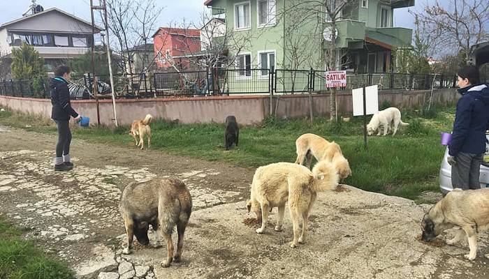 Gelibolu’da hayvanseverler, sokak hayvanlarını unutmadı