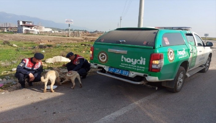 Jandarma Ekiplerince Deprem Bölgesindeki Hayvanlara Mama Desteği