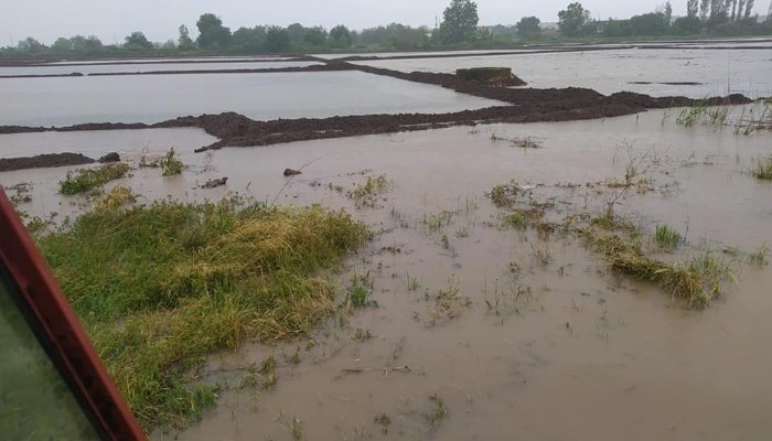 Şiddetli Yağış Sonrasında Zarar Gören Tarlalar Çiftçiyi Büyük Zarara Soktu