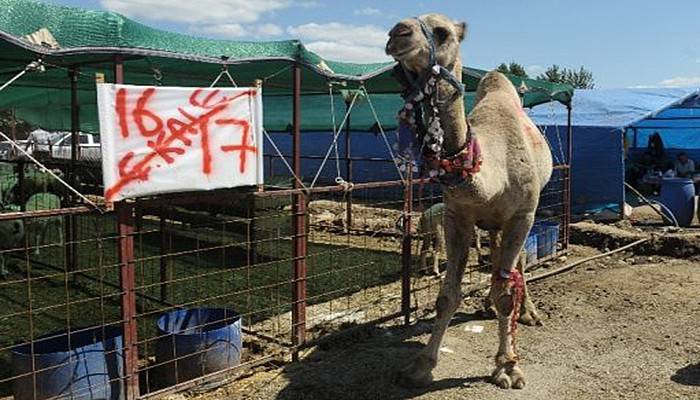 Çanakkale'den gitti, 15 bin liraya satılıyor