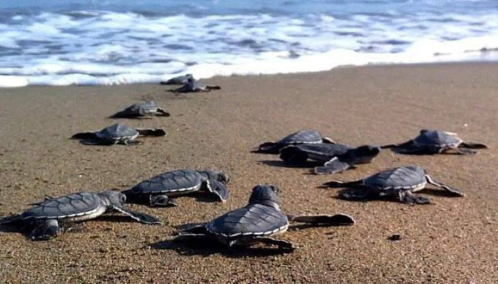 Yeşil deniz kaplumbağalarından dolayı dünyanın gözü Kazanlı'da