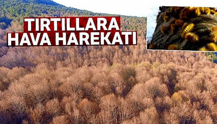 Tırtıllara hava harekâtı