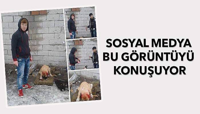 Köpeğe işkence paylaşımına tepki yağdı