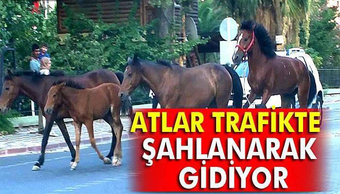 Atlar trafikte şahlanarak gidiyor