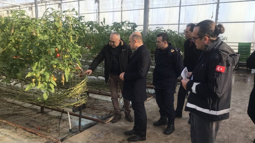 Çan Kaymakamı Nebioğlu, Mavruz Tarım Fabrikasını İnceledi