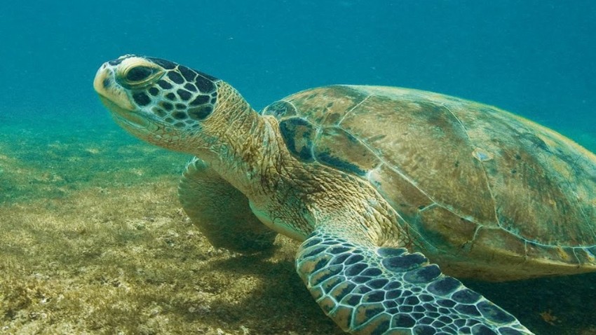 Yeşil Deniz Kaplumbağaları; Araştırılıyor