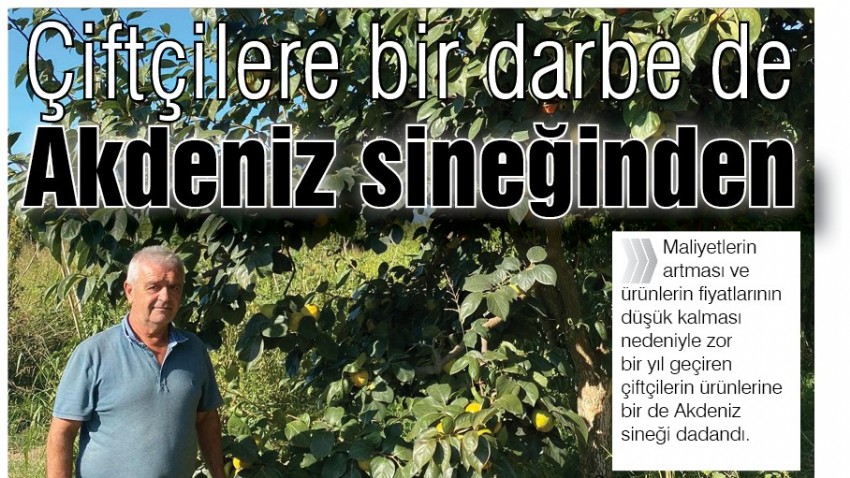 Çiftçilere bir darbe de Akdeniz sineğinden