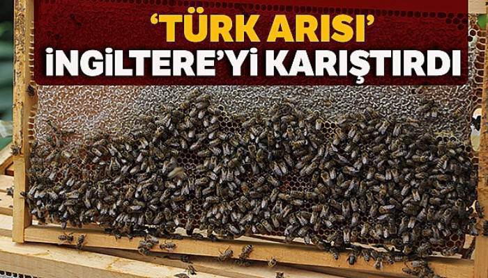 ‘Türk arısı' İngiltere'yi alarma geçirdi
