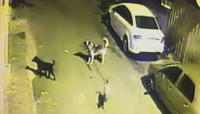 Arnavutköy’de sokak köpekleri korku saçıyor