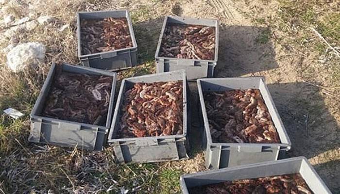  Kaçak olarak avlanan 350 kilo denizhıyarı yakalandı