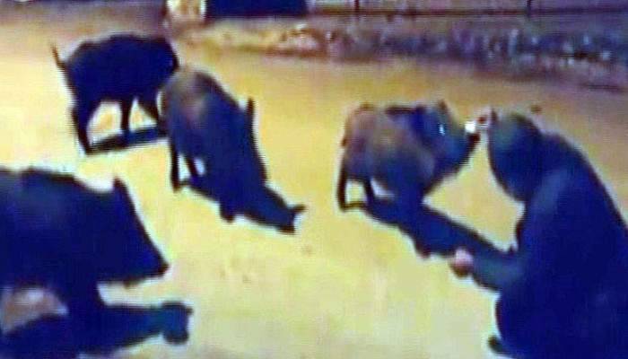 Yaban domuzlarını elleriyle besledi