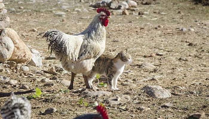 Horoz ve kedilerin şaşırtan dostluğu