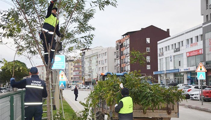Belediye, Ağaçlara Kış Bakımı Yapıyor