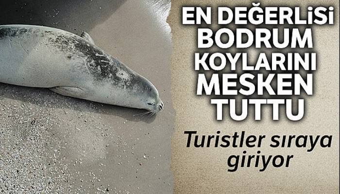 Nadir görülen beyaz fok balığı Bodrum koylarını mesken tuttu