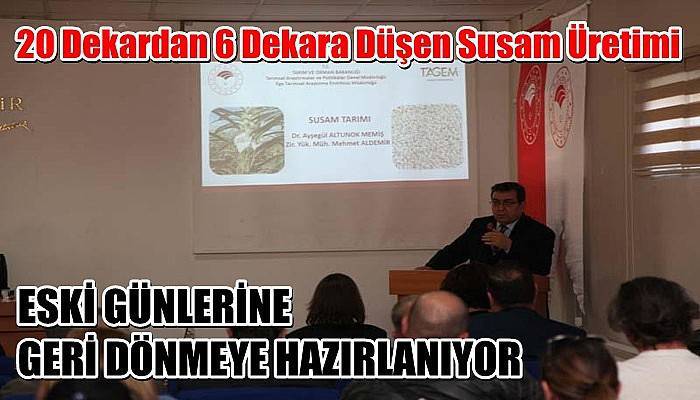 20 Dekardan 6 Dekara Düşen Susam Üretimi Eski Günlerine Geri Dönmeye Hazırlanıyor