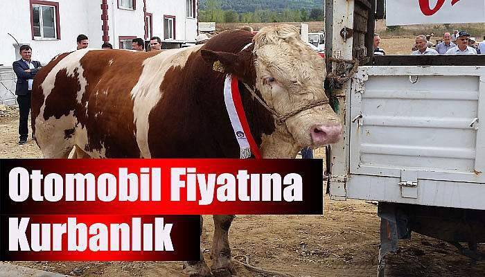 Otomobil fiyatına kurbanlık
