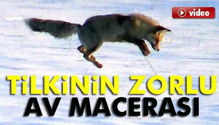 Tilkinin zorlu av macerası kamerada