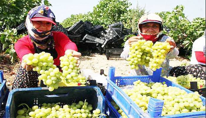 Bağbozumu Festivali Dolu Dolu Geçecek 