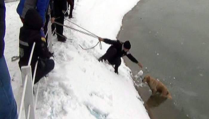Buz tutan gölete düşen köpeği kurtarma seferberliği