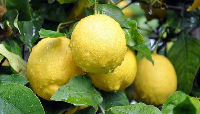 Limonla uyumanın faydaları