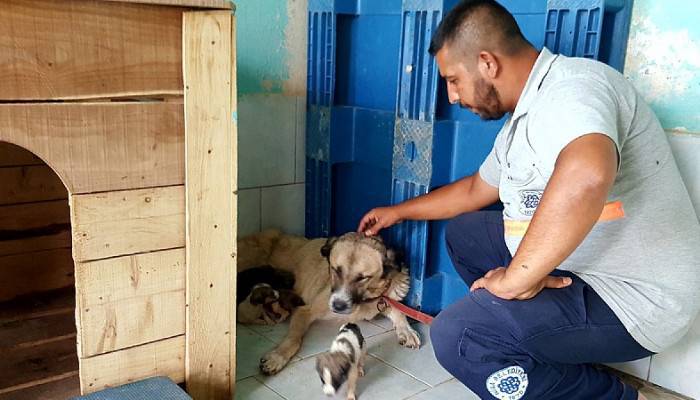 YAVRU KÖPEKLER SÜT ANNELERİNE KAVUŞTU