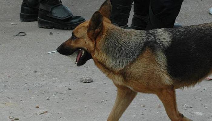  Polis köpeği faciaya neden oluyordu