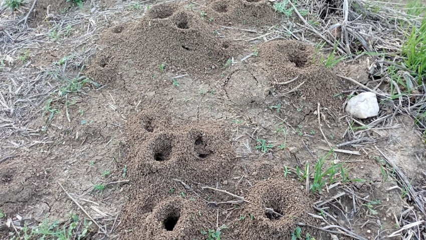 Karıncalar kara kış hazırlığında