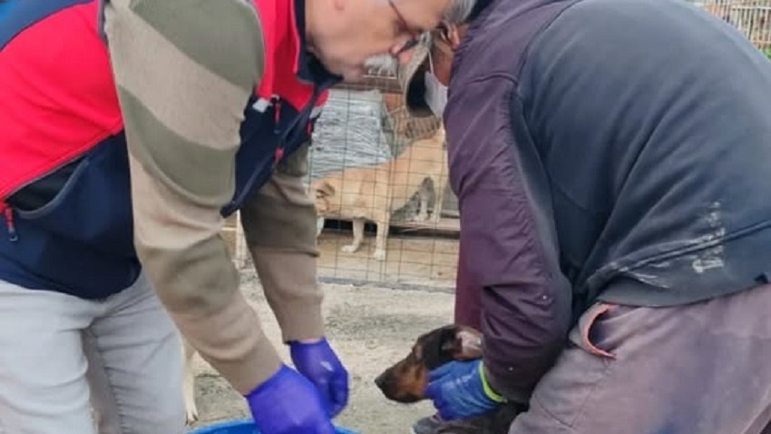 Eceabat’ta sahipsiz köpekler için sağlık taraması yapıldı