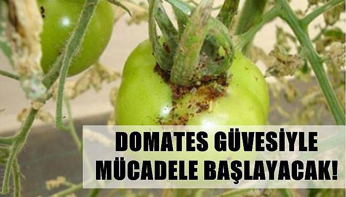 Domates Güvesiyle Mücadele Başlayacak!