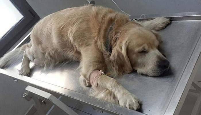 İzmir’de vicdanları sızlatan olay