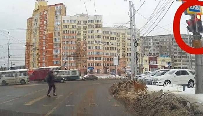Köpekten insanlara trafik dersi