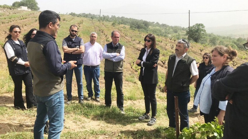 Bayramiç Yeni Sofralık Üzüm Çeşitleri İle Lezzet Yolculuğunun Yeni Durağı Oldu