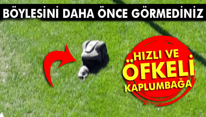 Hızlı ve öfkeli kaplumbağa