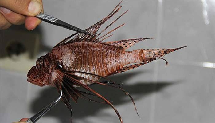 Bu balığa dokunmak yasak!