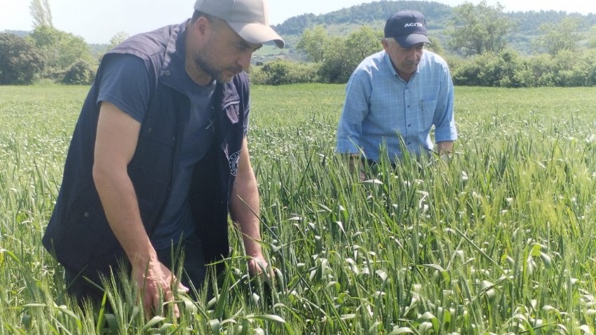 Biga'da Süne Mücadelesi Hız Kesmiyor