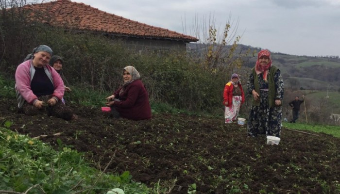 ARPACIK SOĞAN TOPRAĞA EKİLDİ