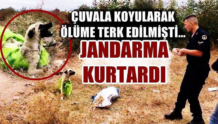 Vahşetin böylesi...Çanakkale’de, çuvala koyularak ölüme terkedilen köpeği jandarma kurtardı (VİDEO)