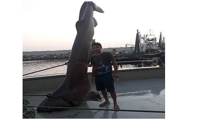 Çanakkaleli balıkçılar 5 metrelik köpek balığı yakaladı (VİDEO)