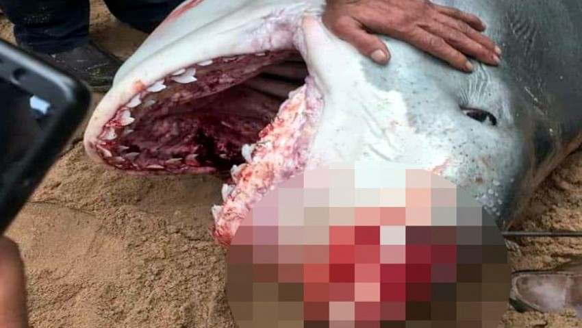 Köpekbalığı saldırısına uğrayan turist öldü