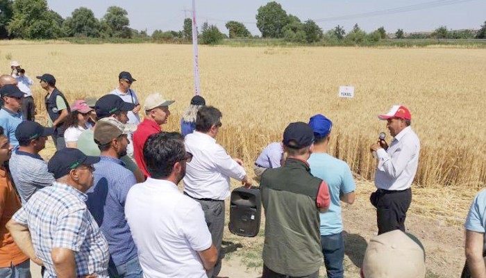 Tarla Gününde Çiftçilere Buğday Çeşitleri Hakkında Bilgiler verildi