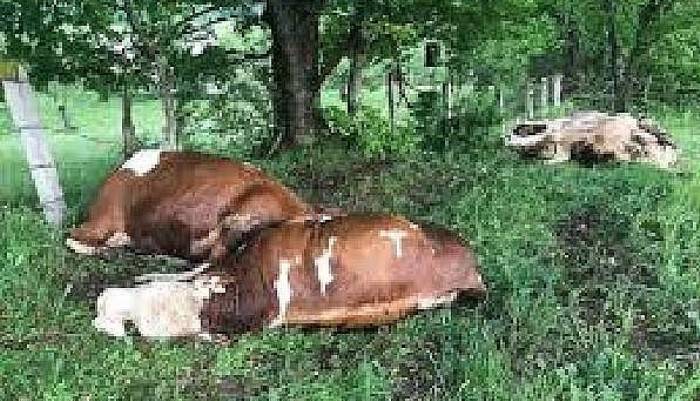 Biga'da 3 inek yıldırım düşmesi sonucu öldü