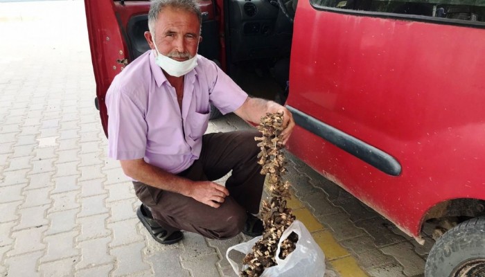  Kütahya’dan Çanakkale’ye Gelen Kuzugöbeği Mantarı Buradan Avrupa’ya İhraç Ediliyor 