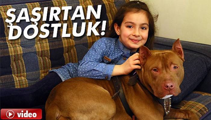  Pitbull ile 8 yaşındaki kızın dostluğu şaşırtıyor