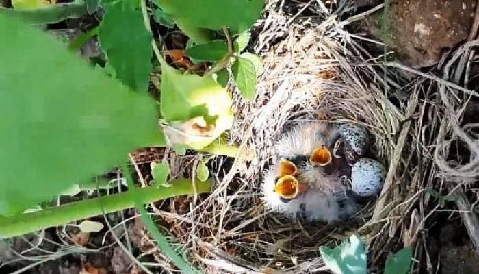 Marul Bahçesindeki Kuş Yuvasında 5 Yavruyla Karşılaştı