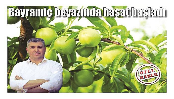 Bayramiç beyazında hasat başladı